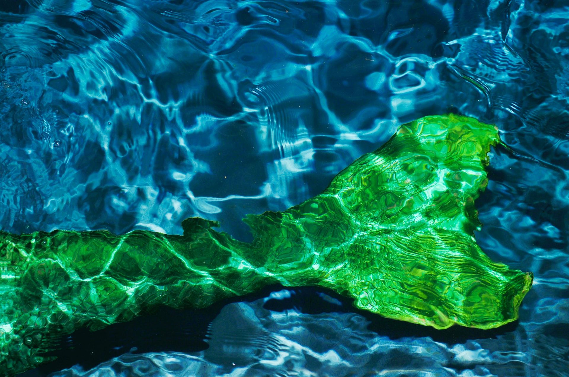 Photo of a mermaid tail in the sea.